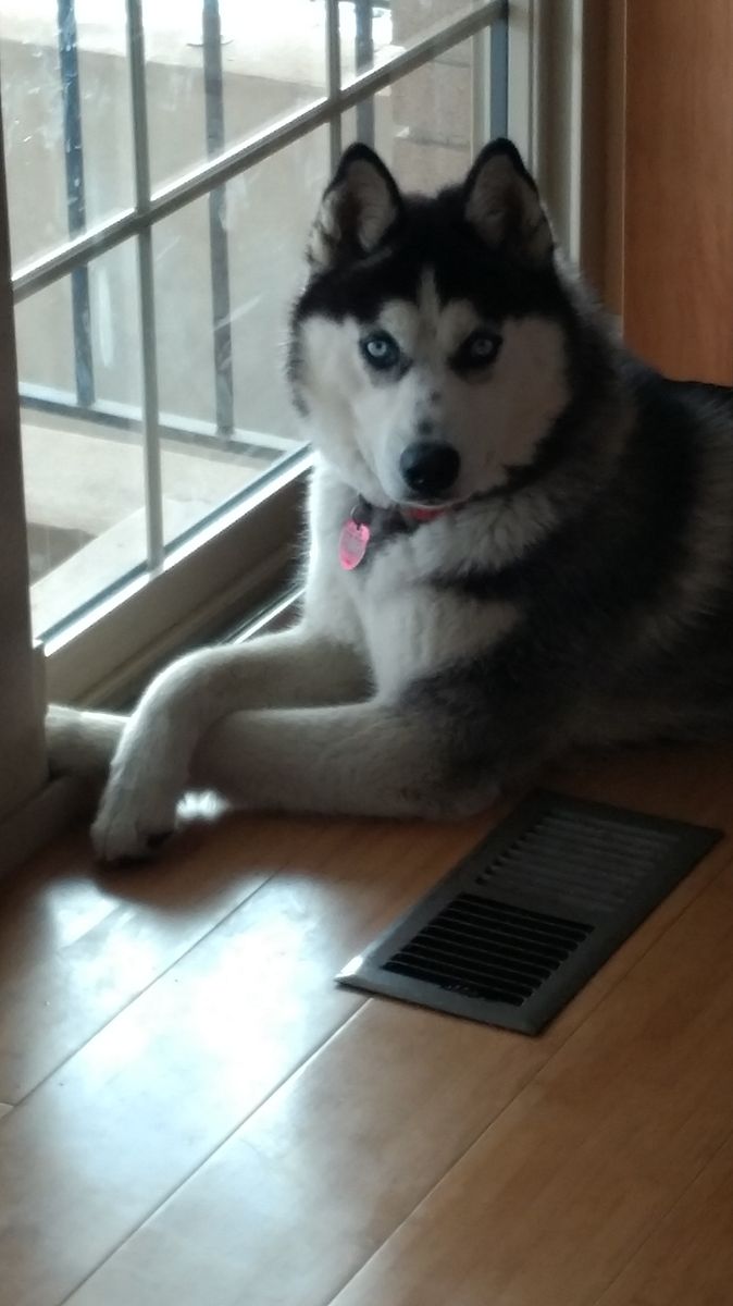 Purebred Husky for Sale