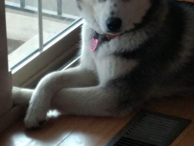 Purebred Husky for Sale