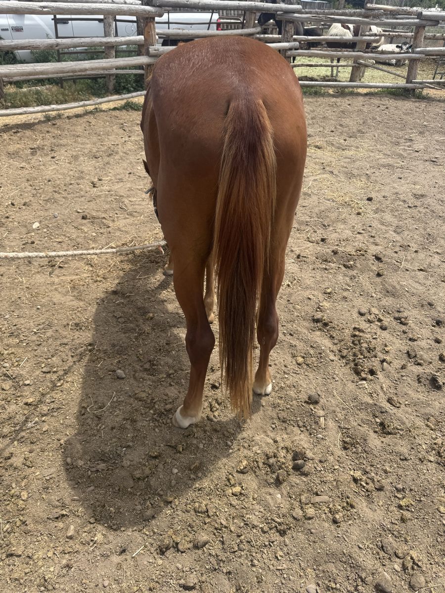 2year old filly