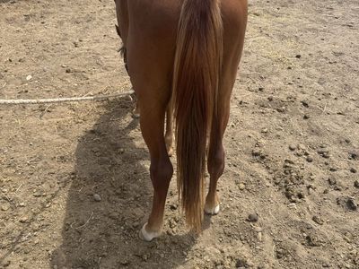 2year old filly
