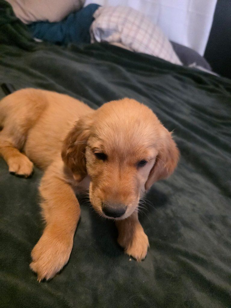 Adorable Golden Retriever Puppies  grls 4 boys