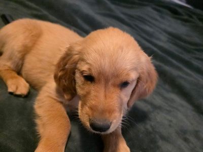 Adorable Golden Retriever Puppies grls 4 boys