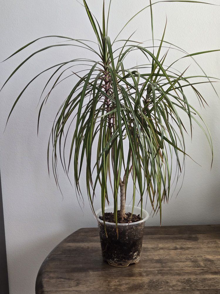 Dracaena - Dragon Tree Houseplant