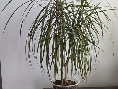 Dracaena - Dragon Tree Houseplant