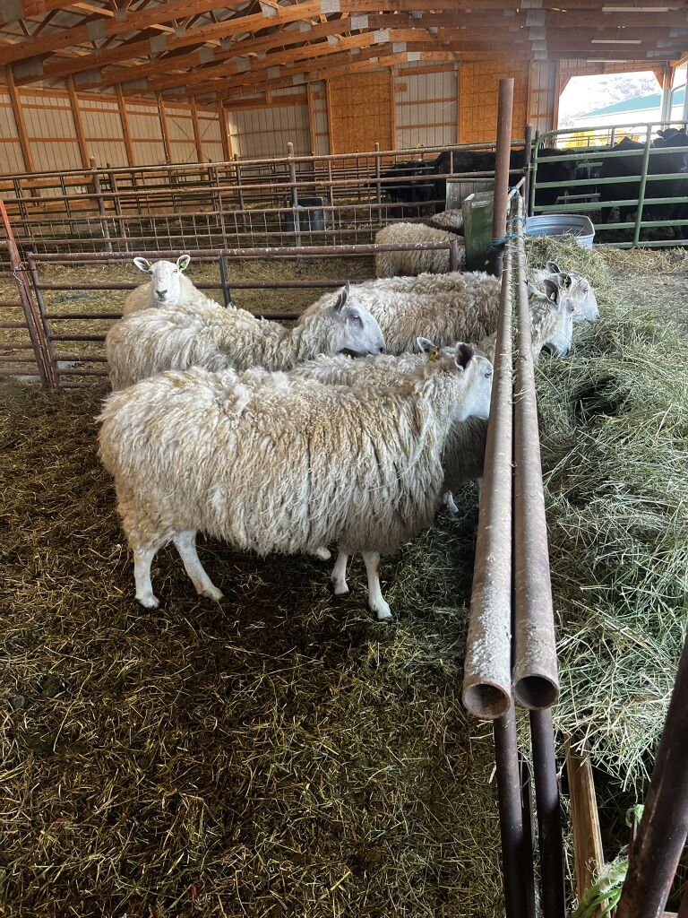 REGISTERED BLUEFACED LEICESTER