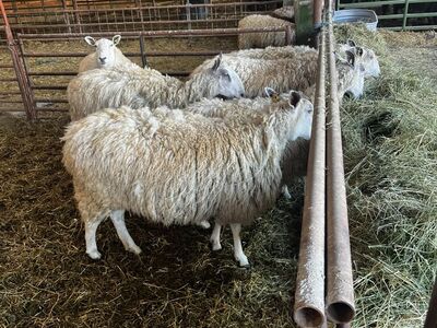 REGISTERED BLUEFACED LEICESTER