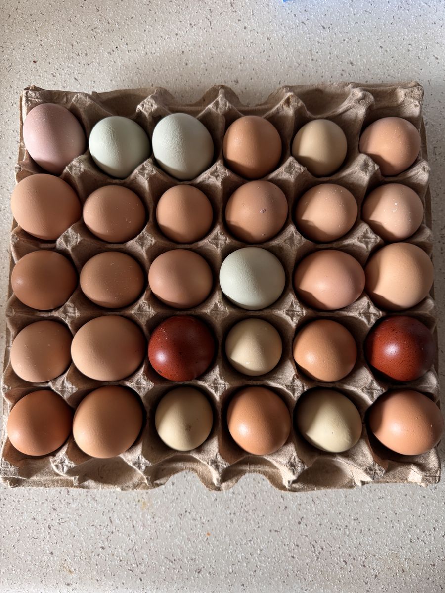 Fertilized Barnyard Mix Chicken Hatching Eggs