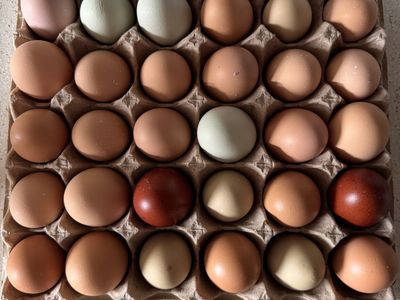 Fertilized Barnyard Mix Chicken Hatching Eggs