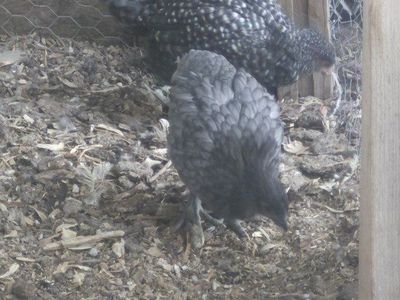 Coop ready pullets