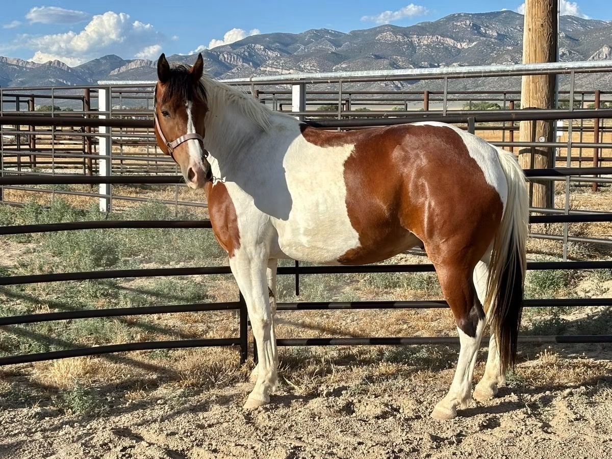 Gelding