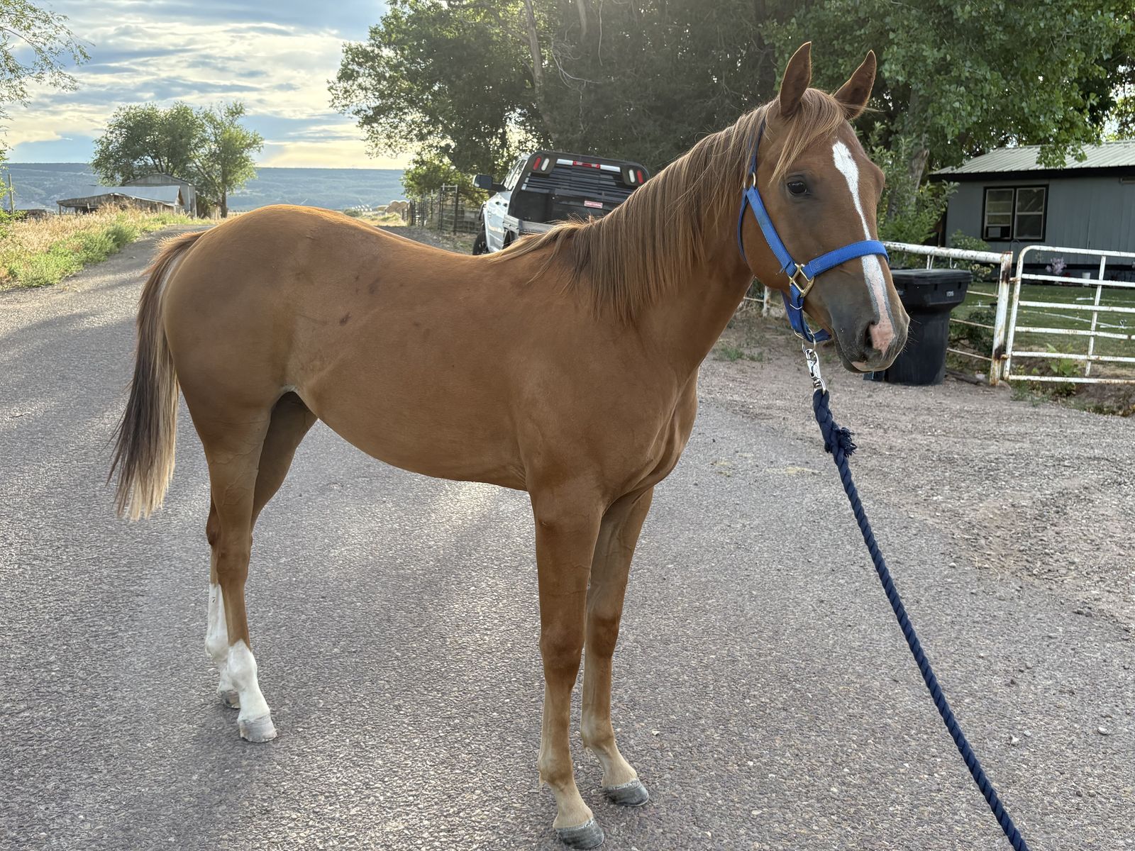 AQHA sorrel filly