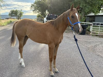 AQHA sorrel filly