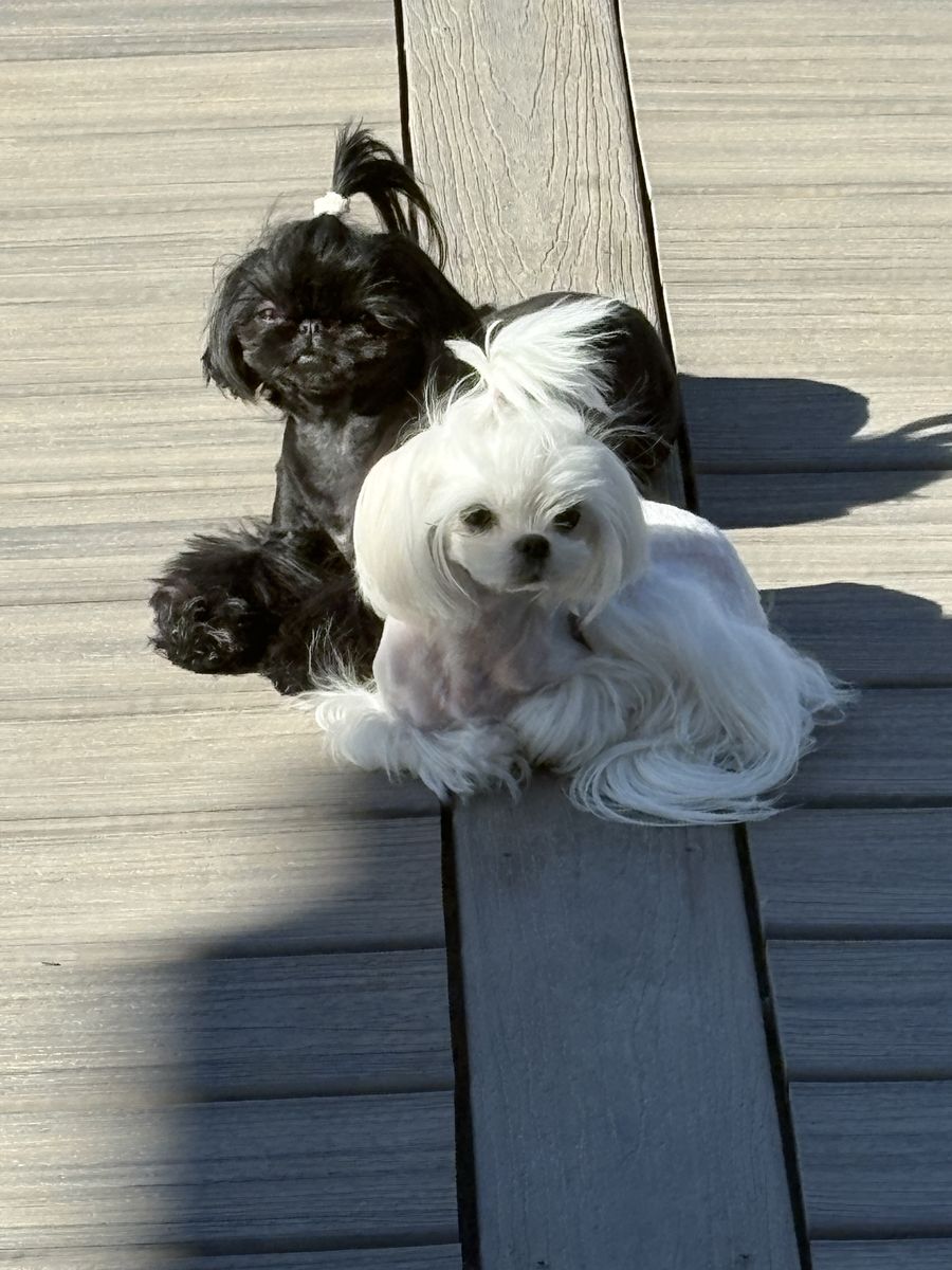 1.5 year old Designer Maltese