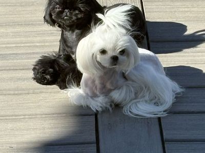1.5 year old Designer Maltese