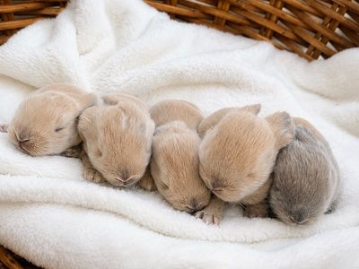 Purebred Holland Lop Baby Bunny Rabbits