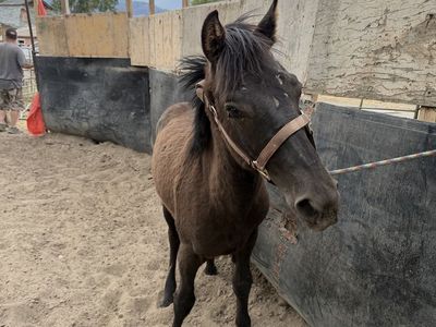 Yearling horse colt