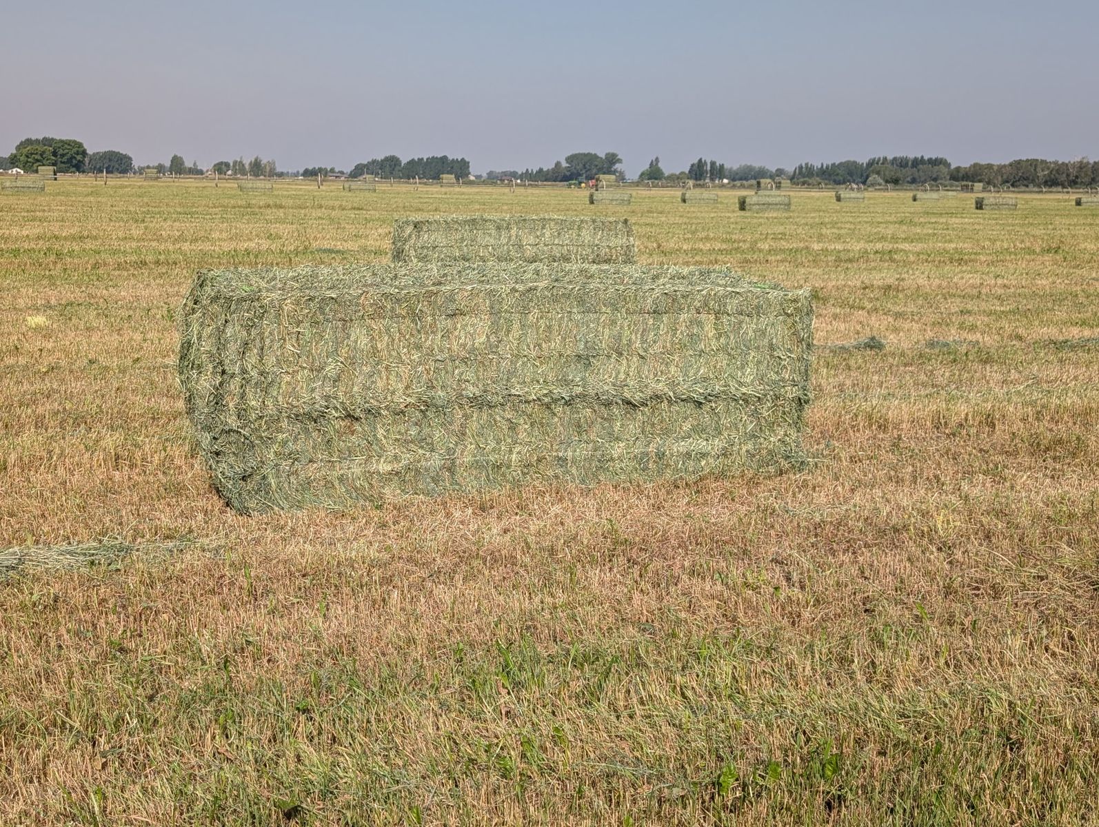 2nd crop Hay