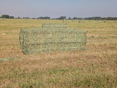 2nd crop Hay