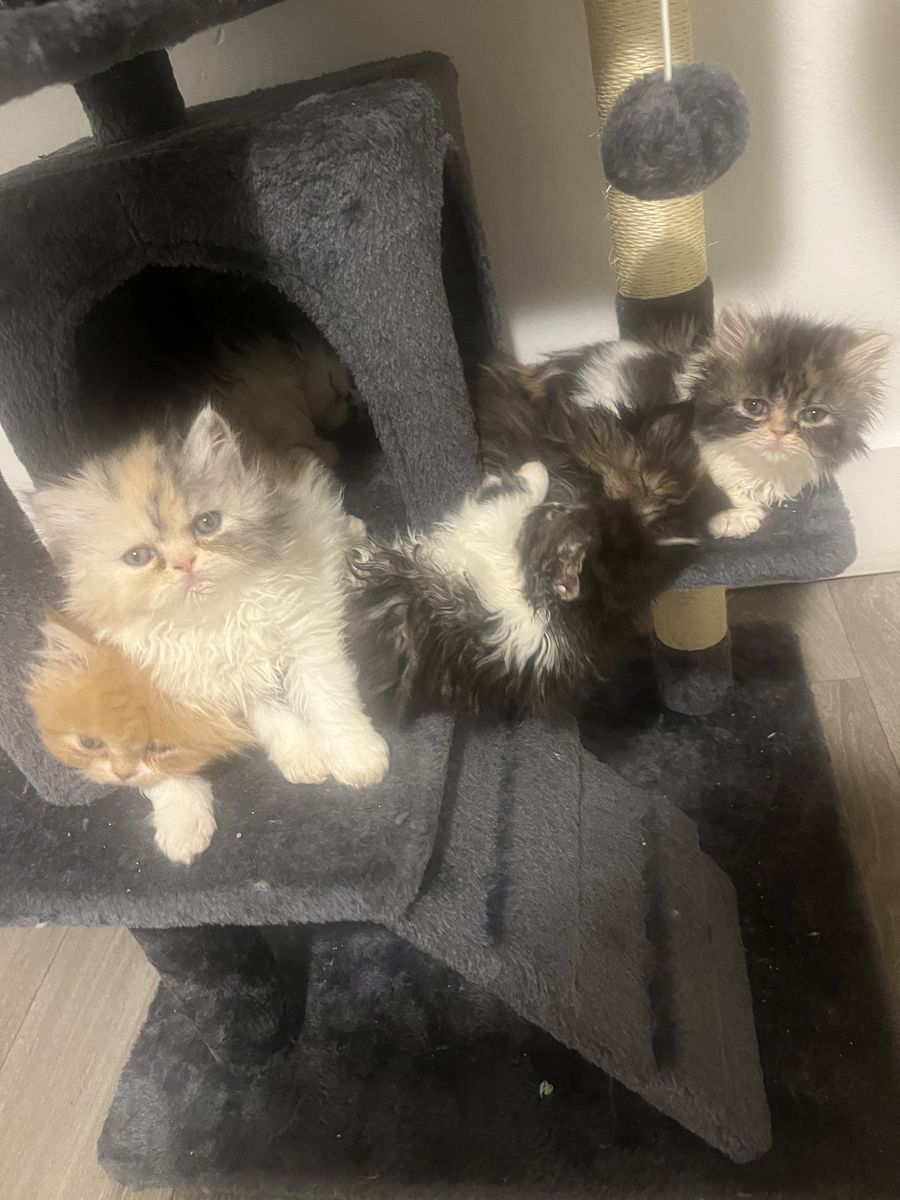Persian Kittens
