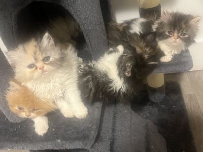 Persian Kittens