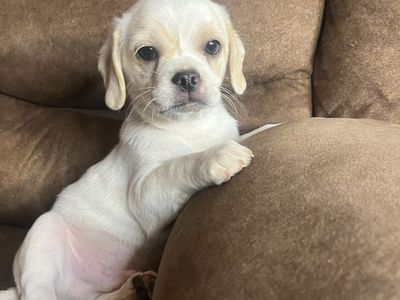 Puggle puppies! Pug/Beagle