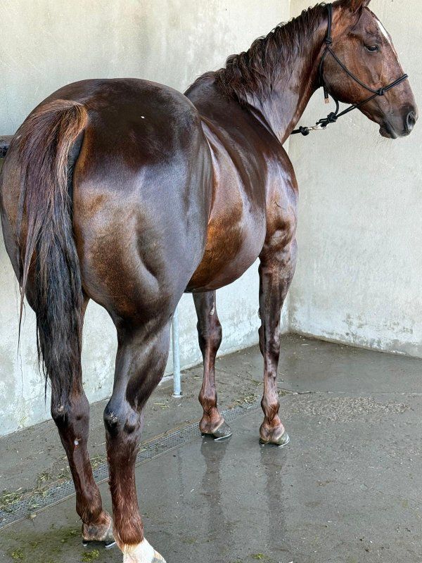 BEAUTIFUL GRADE MARE