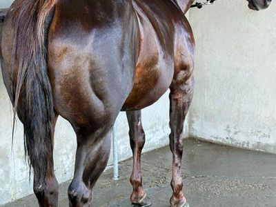 BEAUTIFUL GRADE MARE
