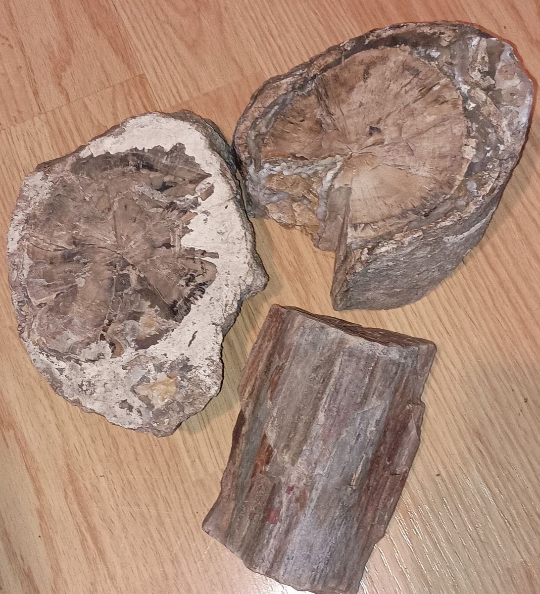 Petrified wood