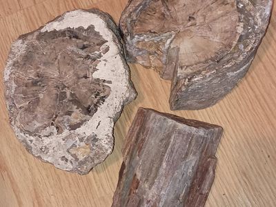 Petrified wood