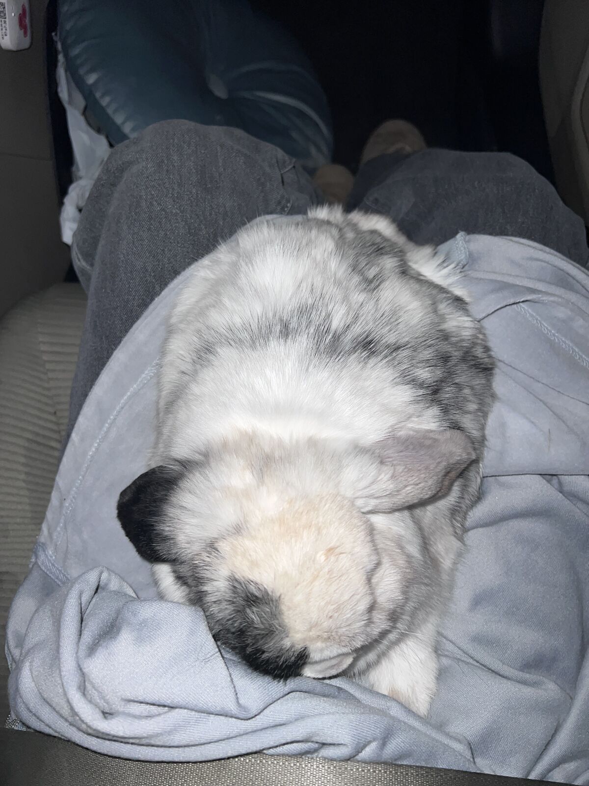 Magpie holland lop doe