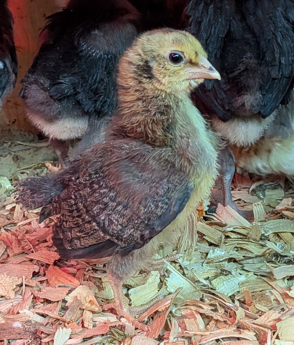 Whiting True Blue chicks, unsexed