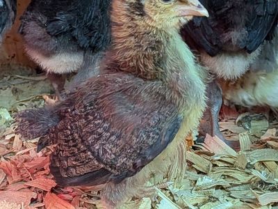 Whiting True Blue chicks, unsexed