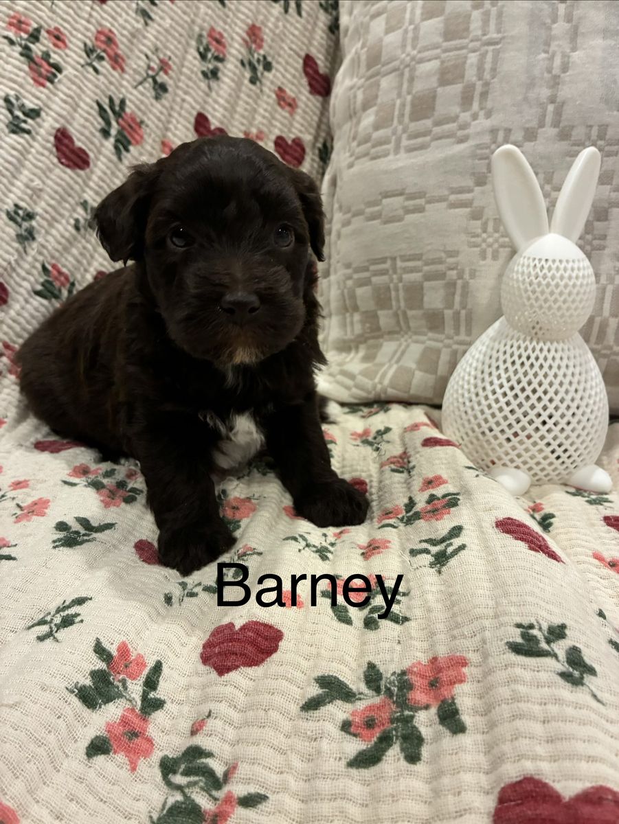Miniature Whoodle Puppies!