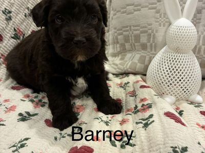 Miniature Whoodle Puppies!
