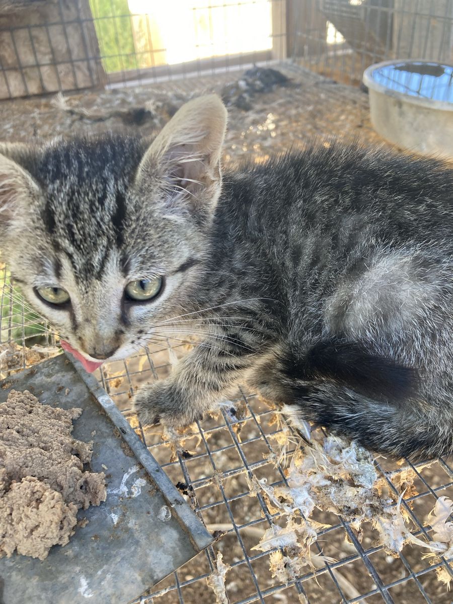 Free Adorable Tabby Kitten Looking for a Loving Home Free