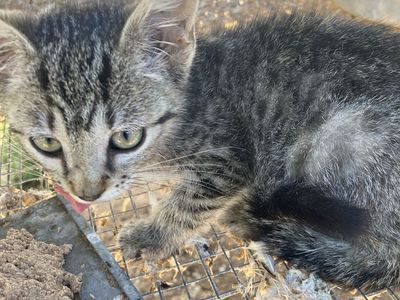 Free Adorable Tabby Kitten Looking for a Loving Home Free