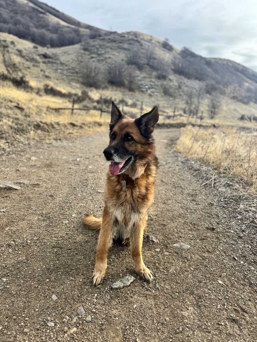 Free AKC German shepherd to good home