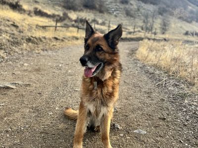 Free AKC German shepherd to good home