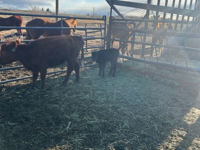 Mini heifer and bull calf