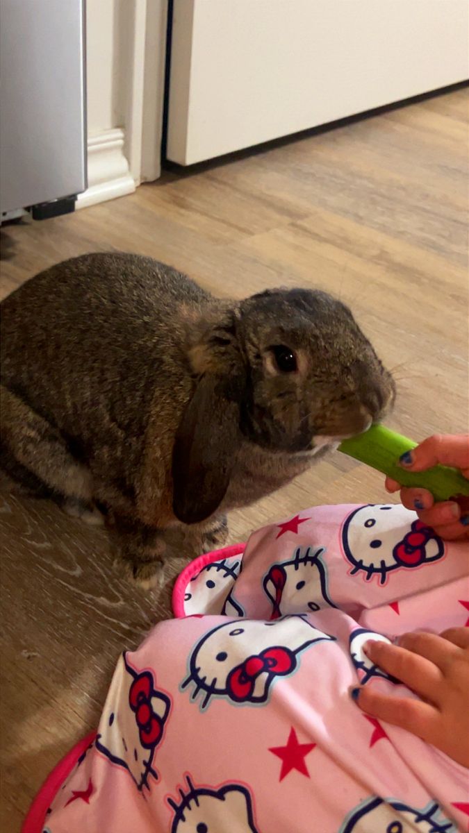 Bunny