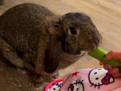 Bunny