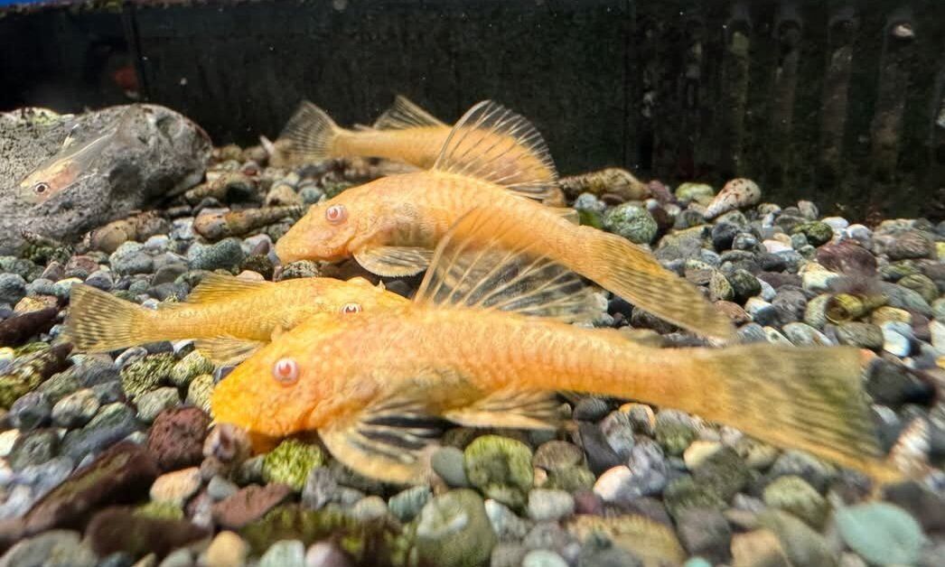 Albino bristlenose plecos