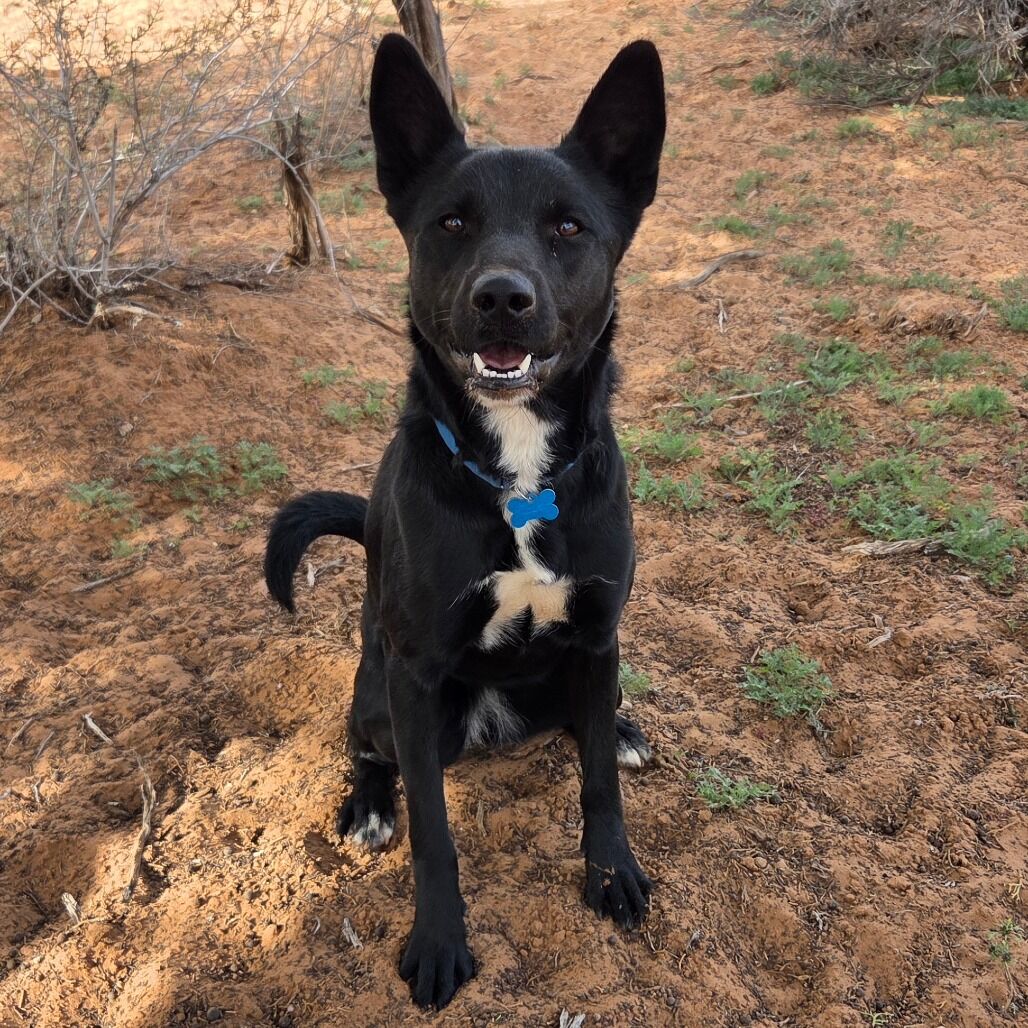 Hello my name is Starlight