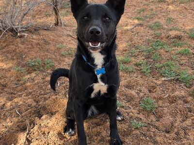 Hello my name is Starlight