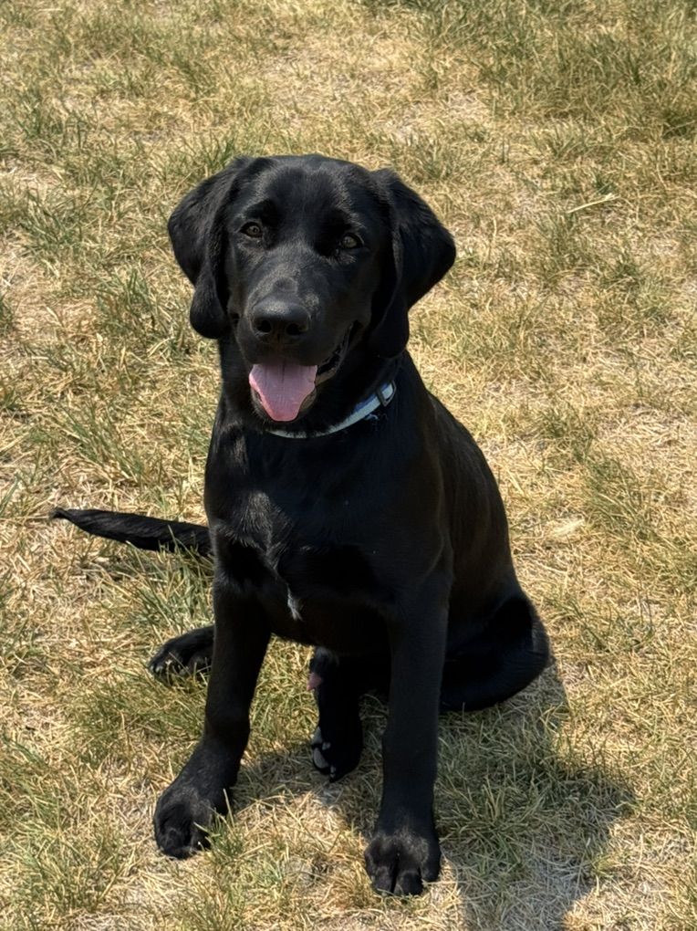 AKC Male Black Lab Started Pup
