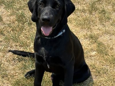 AKC Male Black Lab Started Pup
