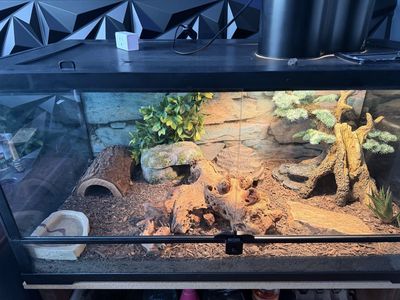 40 Gallon lizard cage