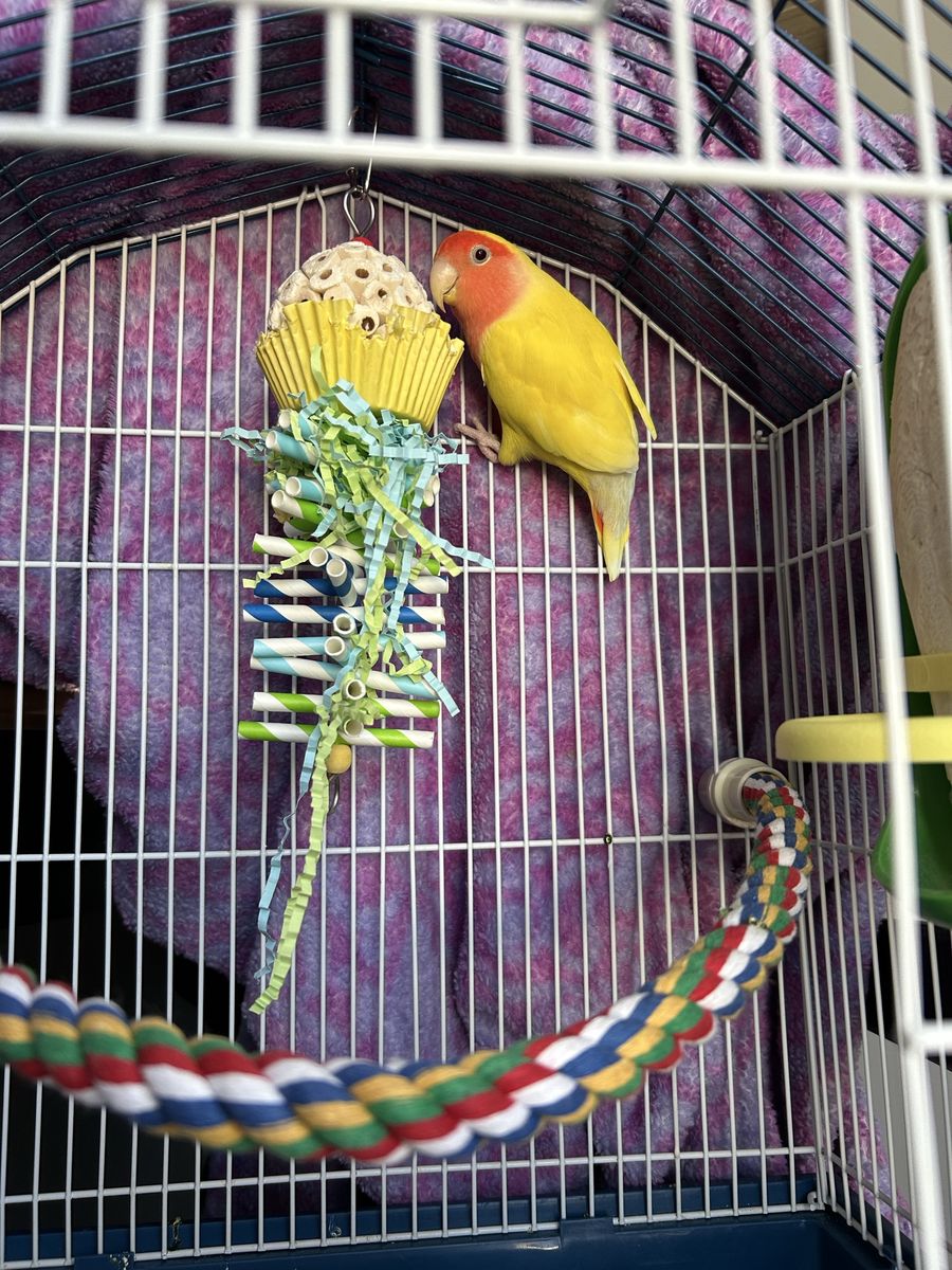 Lovebird