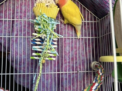 Lovebird
