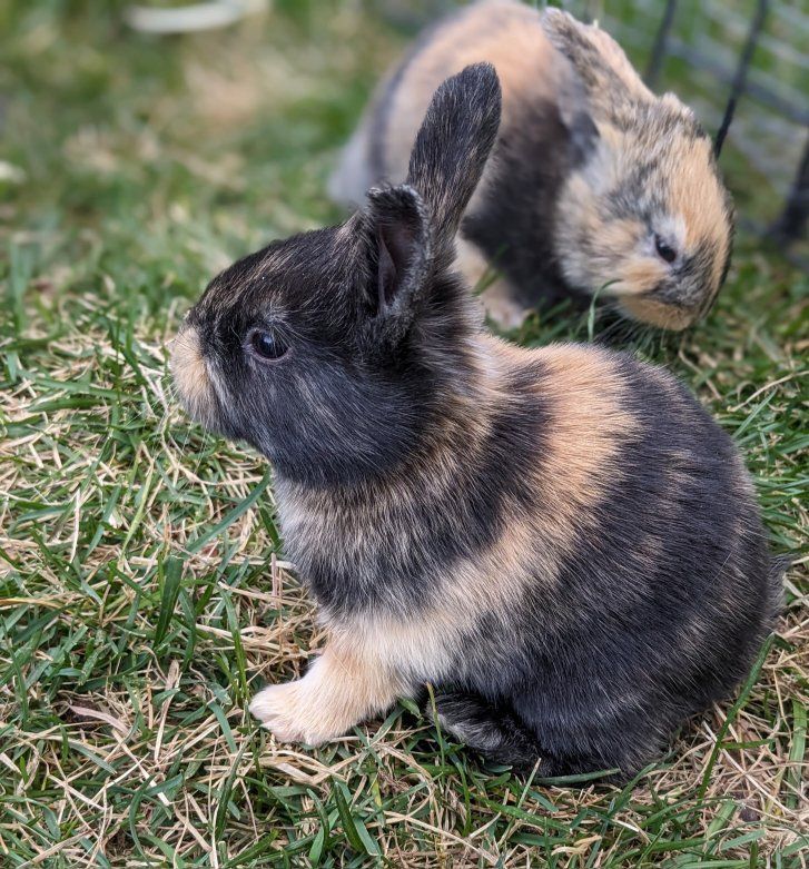 Baby Harlequin Bunny Rabbits